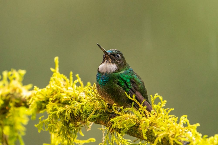 Picture of ECUADOR-GUANGO. TOURMALINE SUNANGEL HUMMINGBIRD CLOSE-UP.