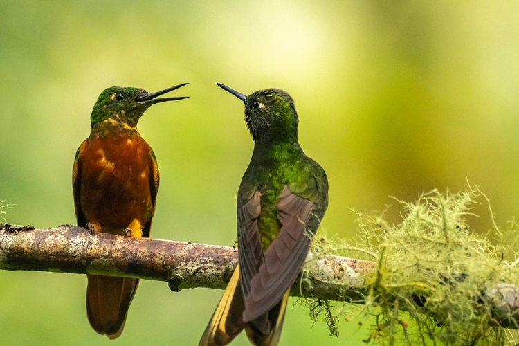 Picture of ECUADOR-GUANGO. CHESTNUT-BREASTED CORONET HUMMINGBIRDS CLOSE-UP.