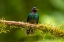 Picture of ECUADOR-GUANGO. TOURMALINE SUNANGEL HUMMINGBIRD CLOSE-UP.