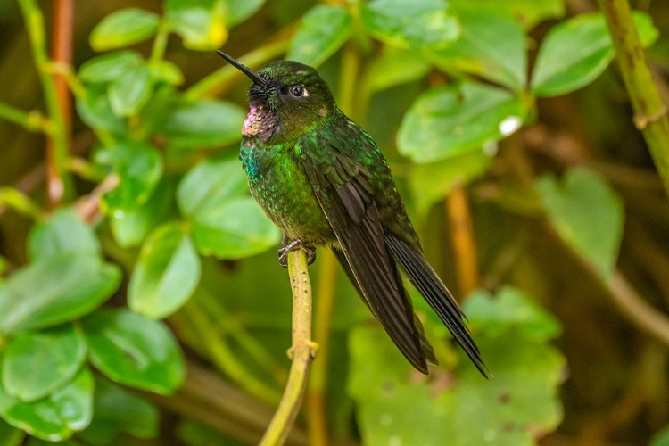 Picture of ECUADOR-GUANGO. TOURMALINE SUNANGEL HUMMINGBIRD CLOSE-UP.