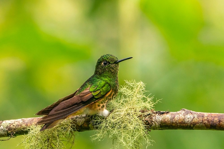 Picture of ECUADOR-GUANGO. BUFF-TAILED CORONET HUMMINGBIRD CLOSE-UP.