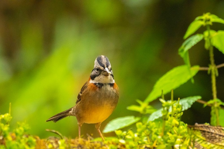 Picture of ECUADOR-GUANGO. RUFOUS-COLLARED SPARROW CLOSE-UP.