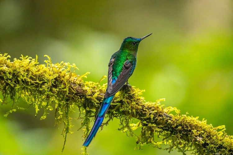 Picture of ECUADOR-GUANGO. LONG-TAILED SYLPH HUMMINGBIRD CLOSE-UP.