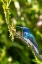 Picture of ECUADOR-TANDAYAPA VALLEY-ALAMBI RESERVE. WHITE-NECKED JACOBIN HUMMINGBIRD