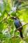 Picture of ECUADOR-TANDAYAPA VALLEY-ALAMBI RESERVE. PLATE-BILLED MOUNTAIN TOUCAN-AKA LAMINATED HILL-TOUCAN.