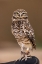 Picture of BURROWING OWL AT THE ARIZONA SONORAN DESERT MUSEUM IN TUCSON-ARIZONA-USA