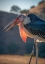 Picture of BACKLIT VIEW OF A MARABOU STORK-LOTUS-CALIFORNIA-USA.