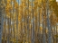 Picture of WALL OF ASPEN TREES IN BEAVER CREEK-COLORADO-USA