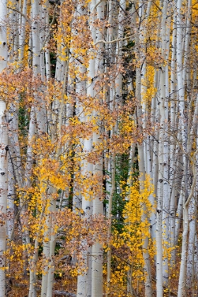 Picture of ASPEN PATTERNS IN COLORADO-USA.