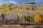 Picture of USA-COLORADO. LIGHT DAPPLED ASPEN FORESTS-KEBLER PASS-GUNNISON NATIONAL FOREST