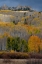 Picture of USA-COLORADO. LIGHT DAPPLED ASPEN FORESTS-KEBLER PASS-GUNNISON NATIONAL FOREST