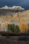 Picture of USA-COLORADO. LIGHT DAPPLED ASPEN FORESTS-KEBLER PASS-GUNNISON NATIONAL FOREST