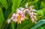 Picture of GINGER FLOWERS-WAIKIKI-HONOLULU-HAWAII.