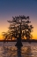 Picture of CYPRESS TREES SILHOUETTED AT SUNRISE IN AUTUMN AT LAKE DAUTERIVE NEAR LOREAUVILLE-LOUISIANA-USA