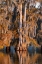 Picture of CYPRESS TREES IN AUTUMN AT LAKE MARTIN NEAR LAFAYETTE-LOUISIANA-USA