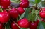 Picture of RIPE CHERRIES ON FLATHEAD LAKE ORCHARD NEAR WOODS BAY-MONTANA-USA