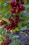 Picture of RIPE FLATHEAD CHERRIES ALONG FLATHEAD LAKE NEAR WOODS BAY-MONTANA-USA