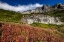 Picture of FIREWEED IN AUTUMN COLOR BELOW THE GARDEN WALL IN GLACIER NATIONAL PARK-MONTANA-USA