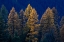 Picture of BACKLIT AUTUMN LARCH TREES IN THE KOOTENAI NATIONAL FOREST-MONTANA-USA