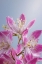 Picture of USA-WASHINGTON-SEABECK. CLOSE-UP OF DEUTZIA BLOSSOMS.