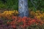 Picture of HUCKLEBERRY AND MOUNTAIN ASH IN AUTUMN UNDER DOUGLAS FIR IN MOUNT RAINIER NP-WASHINGTON STATE-USA