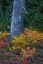 Picture of HUCKLEBERRY AND MOUNTAIN ASH IN AUTUMN UNDER DOUGLAS FIR IN MOUNT RAINIER NP-WASHINGTON STATE-USA