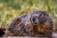 Picture of MARMOT AT PALOUSE FALLS STATE PARK IN WASHINGTON STATE-USA