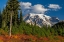 Picture of AUTUMN COLOR AT PARADISE MEADOWS IN MOUNT RAINIER NATIONAL PARK-WASHINGTON STATE-USA