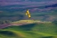 Picture of CROP DUSTER APPLYING CHEMICALS ON WHEAT FIELDS NEAR COLFAX-WASHINGTON STATE-USA