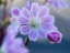 Picture of USA-WASHINGTON STATE-CLE ELUM. CLOSE-UP OF A LEWISIA COTYLEDON FLOWER.