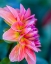 Picture of USA-WASHINGTON STATE-CLE ELUM. MACRO OF A DAHLIA.