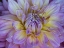 Picture of USA-WASHINGTON STATE-DUVALL. PURPLE GARDEN DAHLIA CLOSE-UP