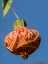 Picture of USA-SEATTLE. RED VEIN ABUTILON