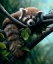 Picture of RED PANDA