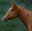 Picture of QUARTER HORSE