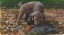 Picture of CHOCOLATE LAB PUP