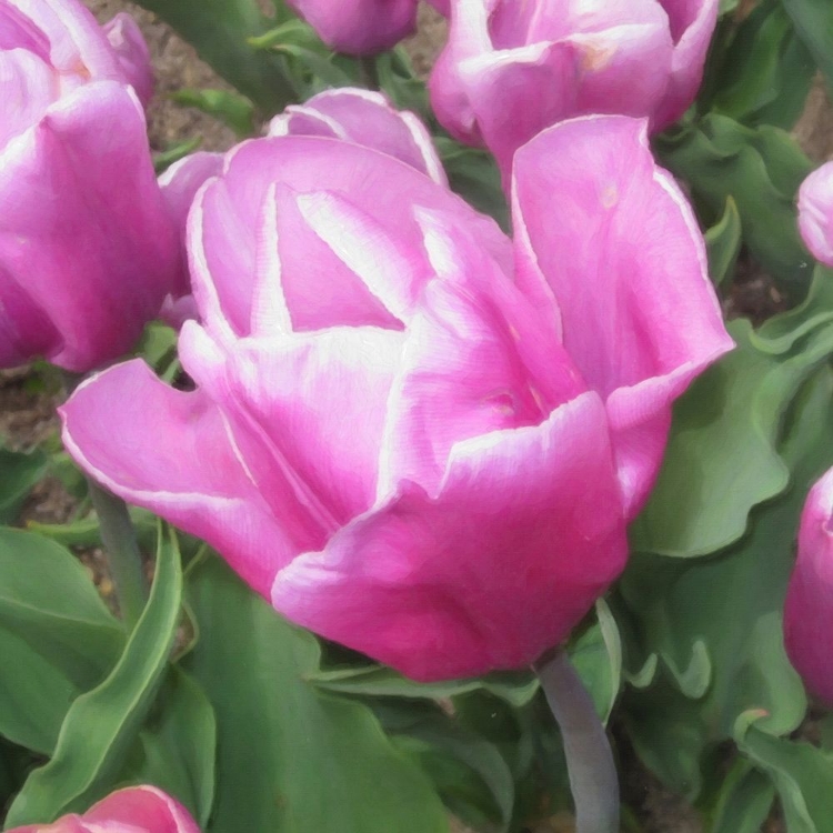 Picture of GOOD MORNING TULIP