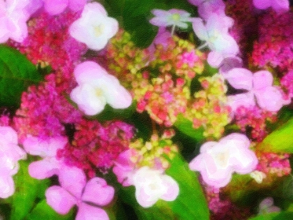 Picture of LACE CAP HYDRANGEA