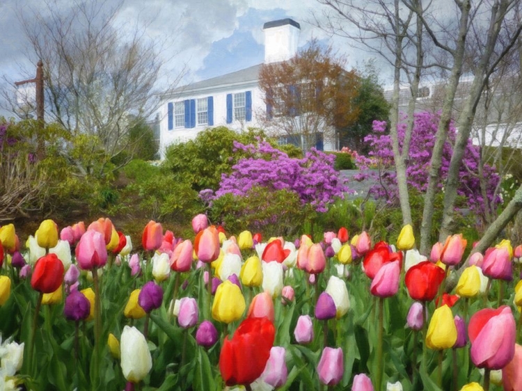 Picture of WEQUASSET HOUSE WITH TULIPS