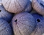 Picture of SEA URCHINS