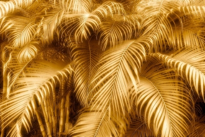 Picture of GOLDEN GLOW TROPICAL FERNS