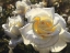 Picture of WHITE ROSES