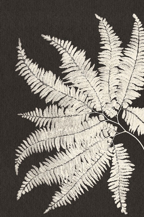 Picture of VINTAGE FERNS V