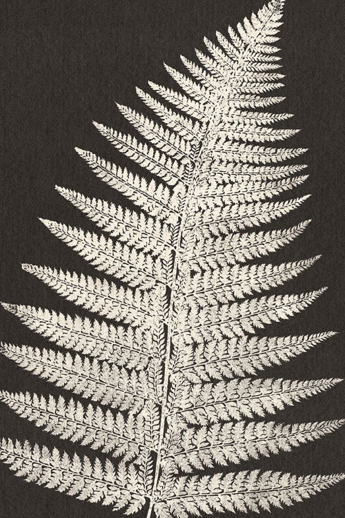 Picture of VINTAGE FERNS VII