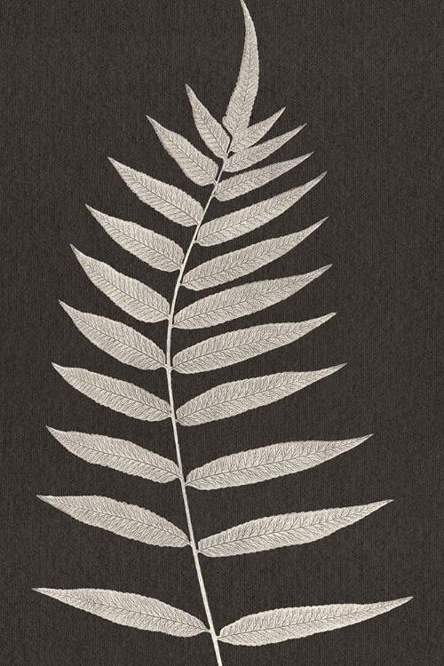 Picture of VINTAGE FERNS VIII