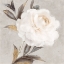 Picture of PEONY