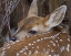 Picture of MULE DEER FAWN