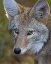 Picture of COYOTE