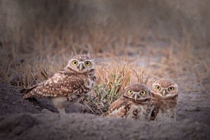 Picture of BURROWING OWL