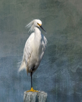 Picture of SNOW EGRET